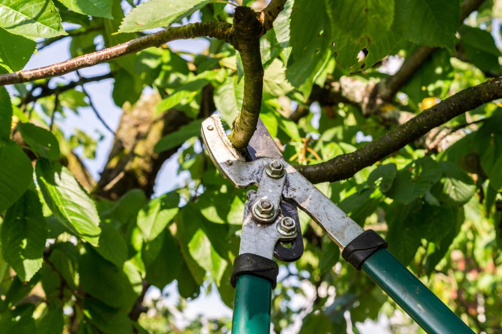 élagage d'arbres près de Brétigny-sur-Orge