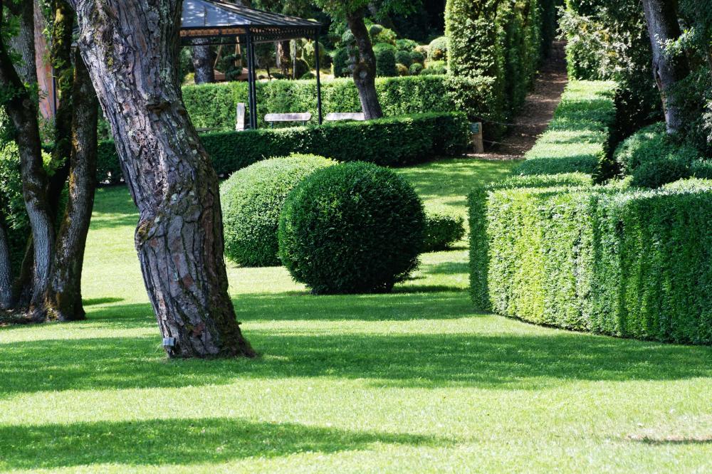 taille des arbres et arbustes près de Brétigny-sur-Orge