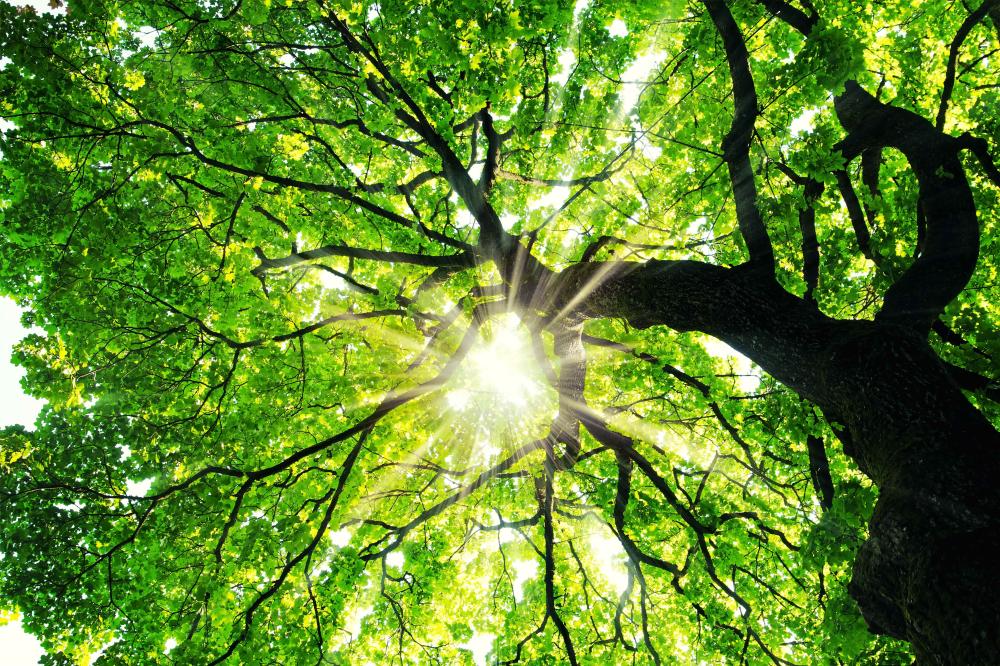 soins des arbres près de Brétigny-sur-Orge