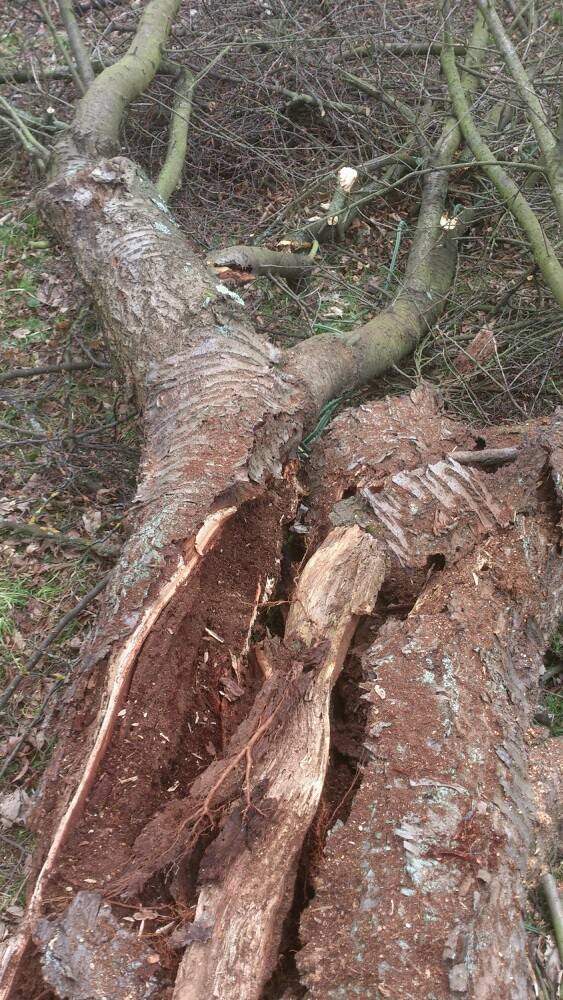 Arbre