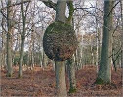 arbre