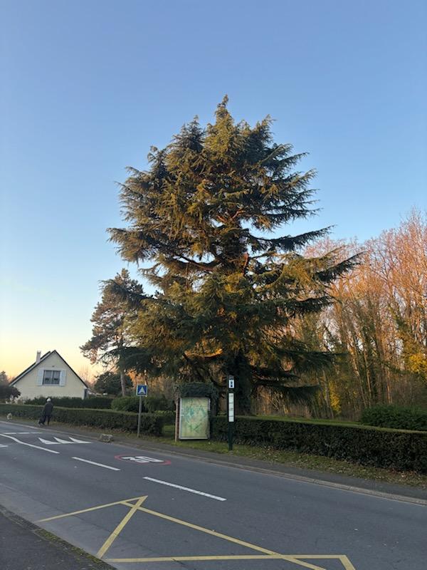 Avant Taille Douce (2)